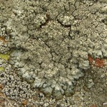 Punctelia punctilla