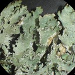 Punctelia reddenda