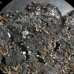 Punctelia reddenda