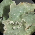 Punctelia reddenda
