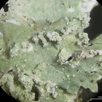 Punctelia reddenda