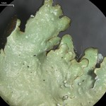 Punctelia reddenda