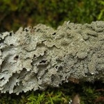 Punctelia rudecta