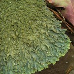 Punctelia rudecta
