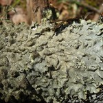 Punctelia rudecta