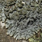 Punctelia rudecta