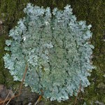 Punctelia rudecta