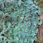 Punctelia rudecta
