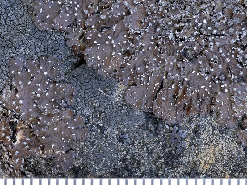 Punctelia stictica