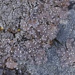 Punctelia stictica