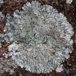 Punctelia stictica