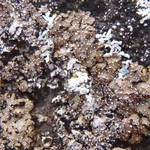 Punctelia stictica