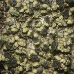 Toensbergia leucococca
