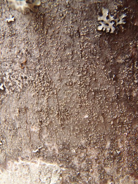 Toensbergia leucococca