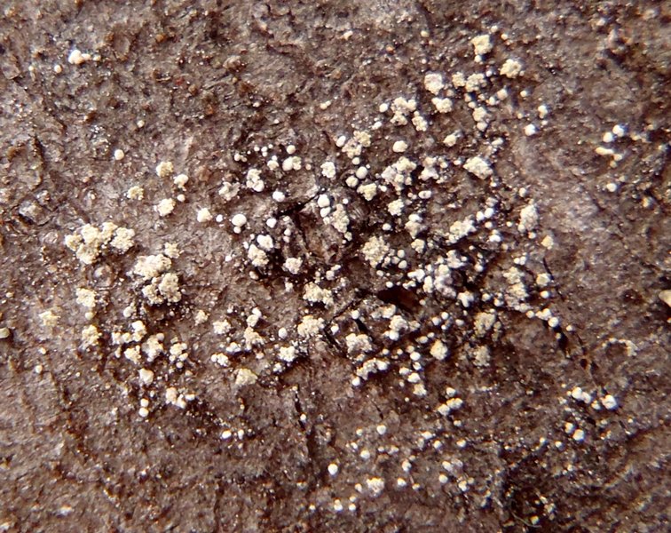 Toensbergia leucococca