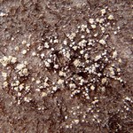 Toensbergia leucococca