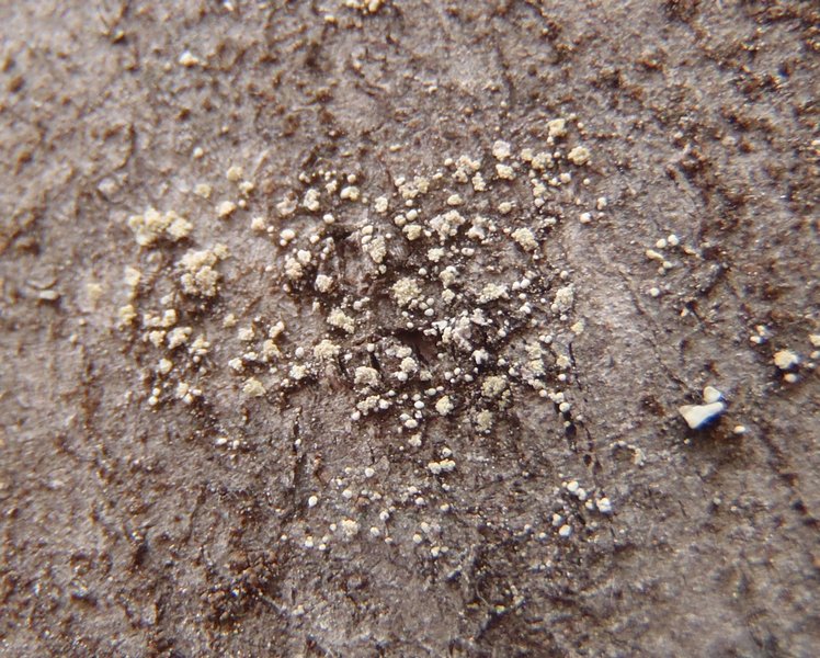Toensbergia leucococca