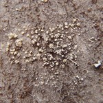 Toensbergia leucococca