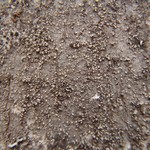 Toensbergia leucococca