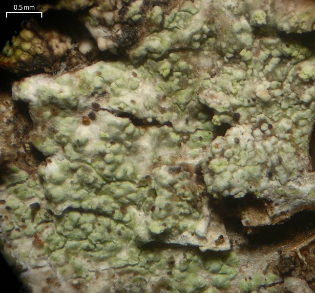 Pycnora praestabilis