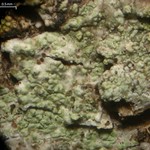 Pycnora praestabilis