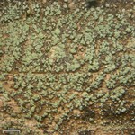 Pycnora sorophora