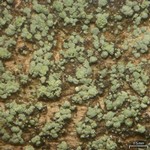 Pycnora sorophora