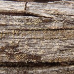 Pycnora sorophora