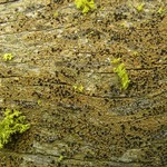 Pycnora xanthococca