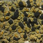 Pycnora xanthococca