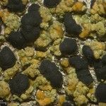 Pycnora xanthococca