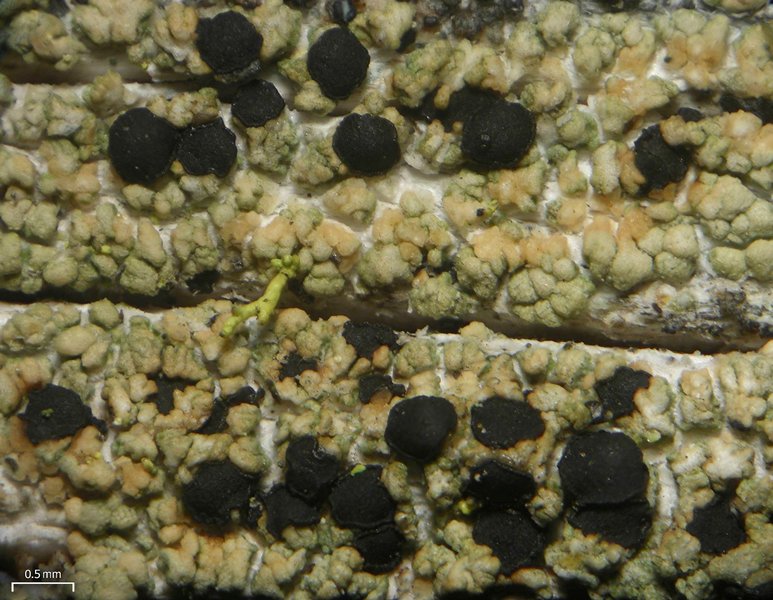 Pycnora xanthococca