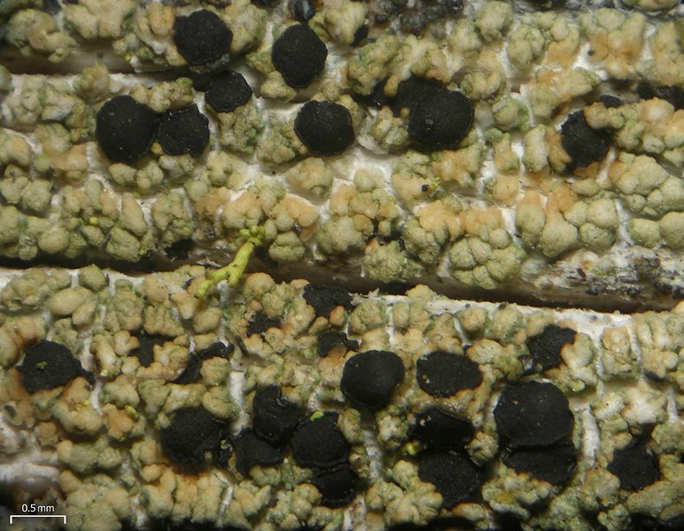 Pycnora xanthococca