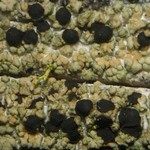 Pycnora xanthococca