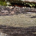 Pycnora xanthococca