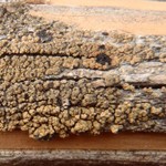 Pycnora xanthococca