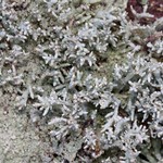 Pycnothelia papillaria