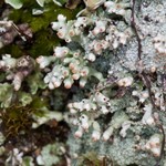 Pycnothelia papillaria