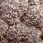 Pycnothelia papillaria