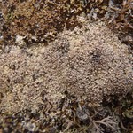 Pycnothelia papillaria
