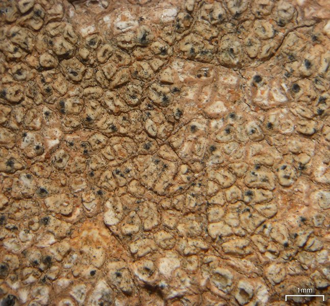 Pyrenidium actinellum