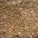 Pyrenidium actinellum