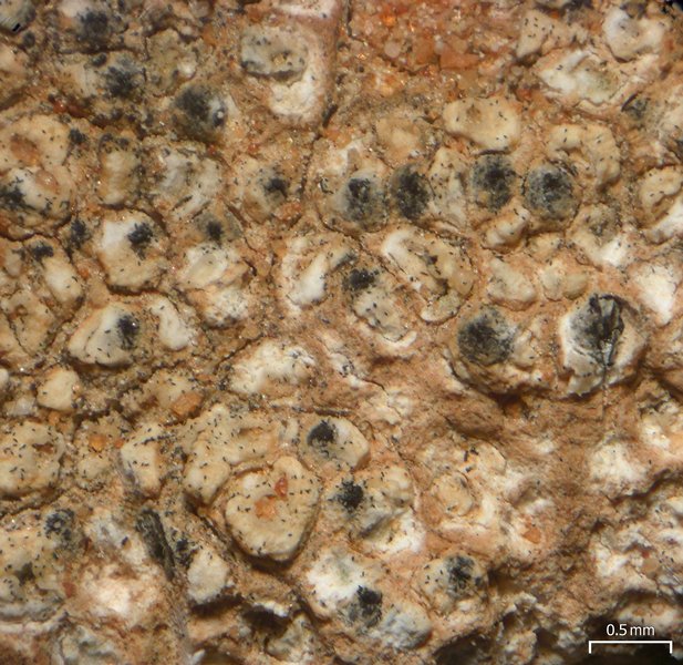 Pyrenidium actinellum