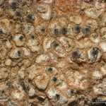 Pyrenidium actinellum