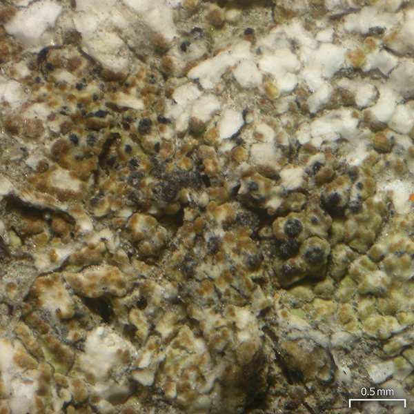 Pyrenidium actinellum