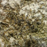 Pyrenidium actinellum