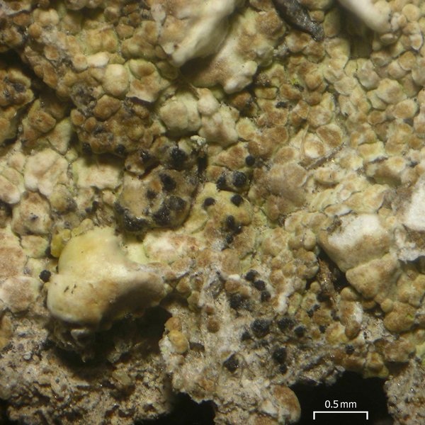 Pyrenidium actinellum