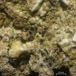 Pyrenidium actinellum