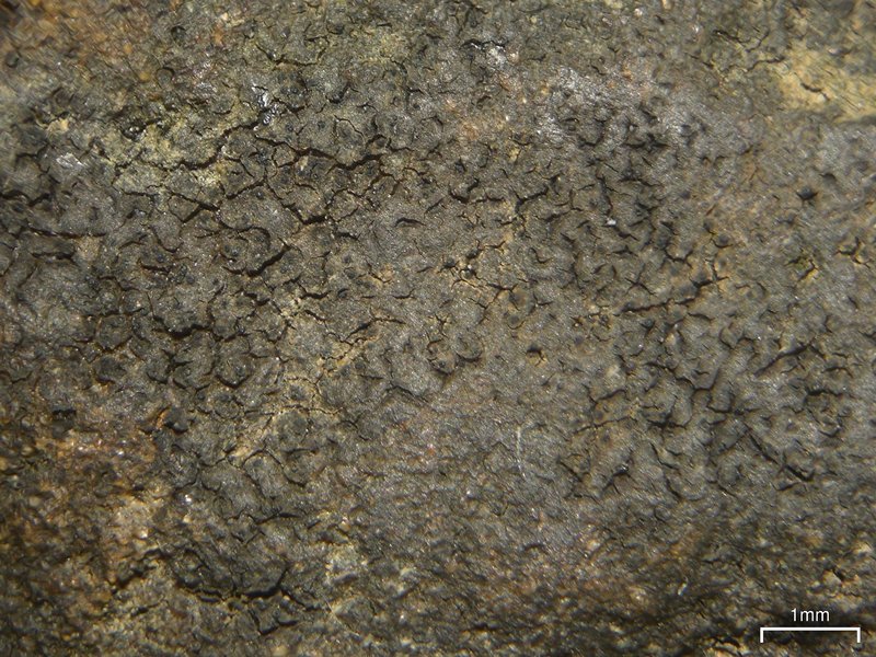 Pyrenocollema prospersellum