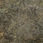 Pyrenocollema prospersellum